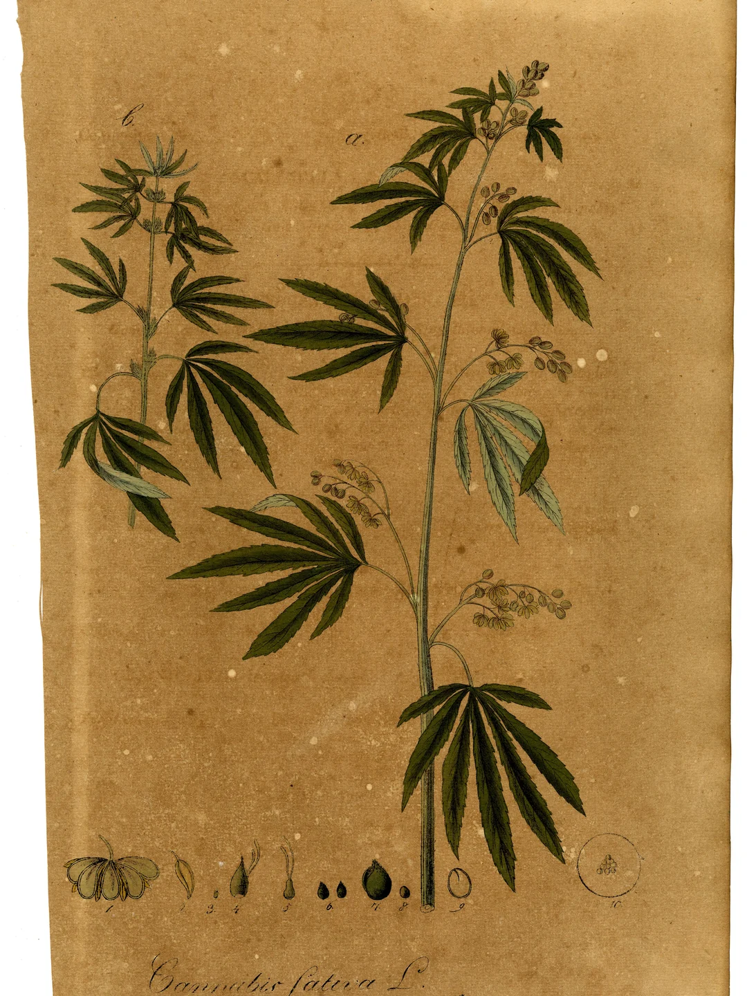 Cannabis: o que vale