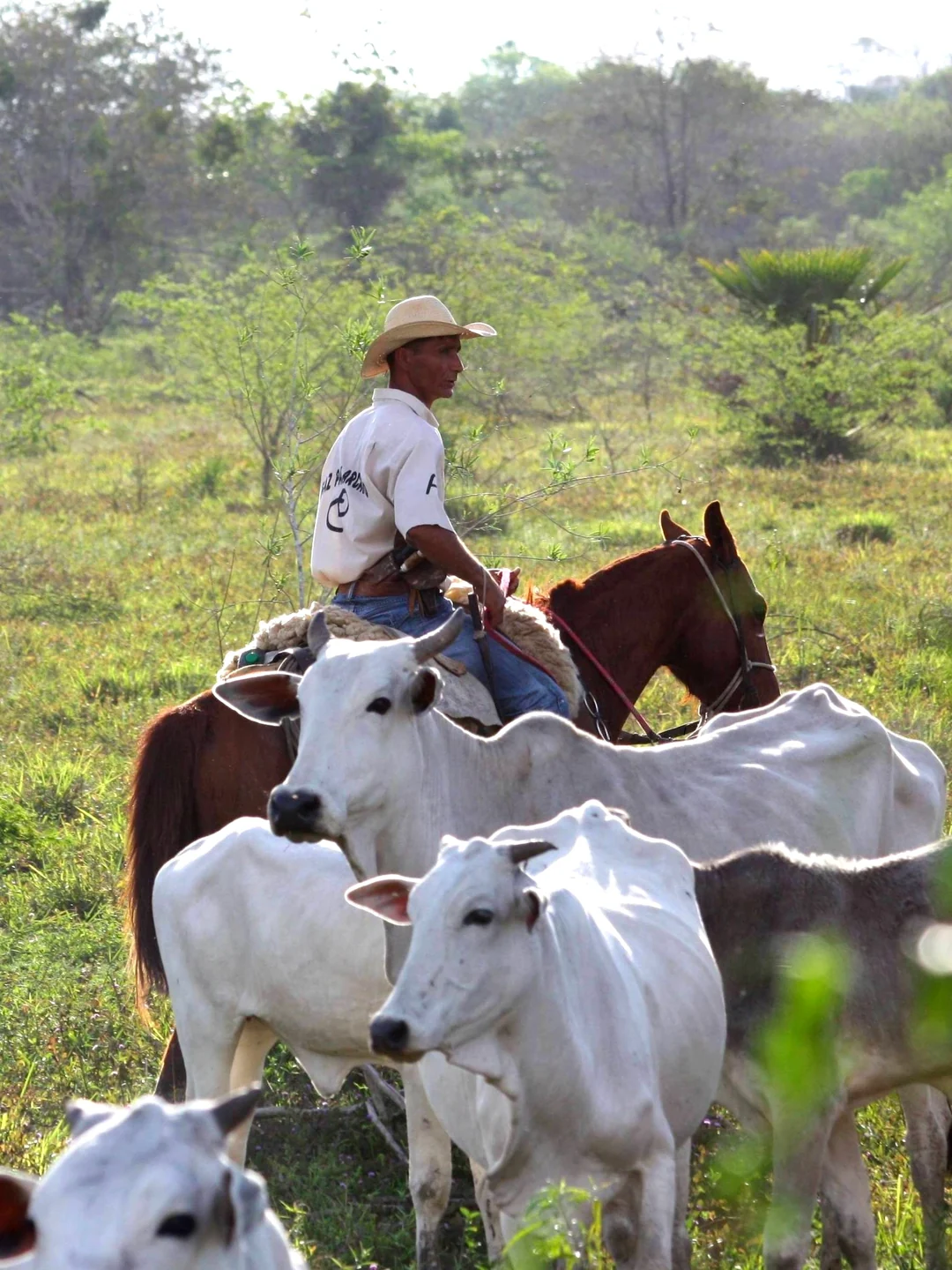 Carne do Brasil paga 67% na China