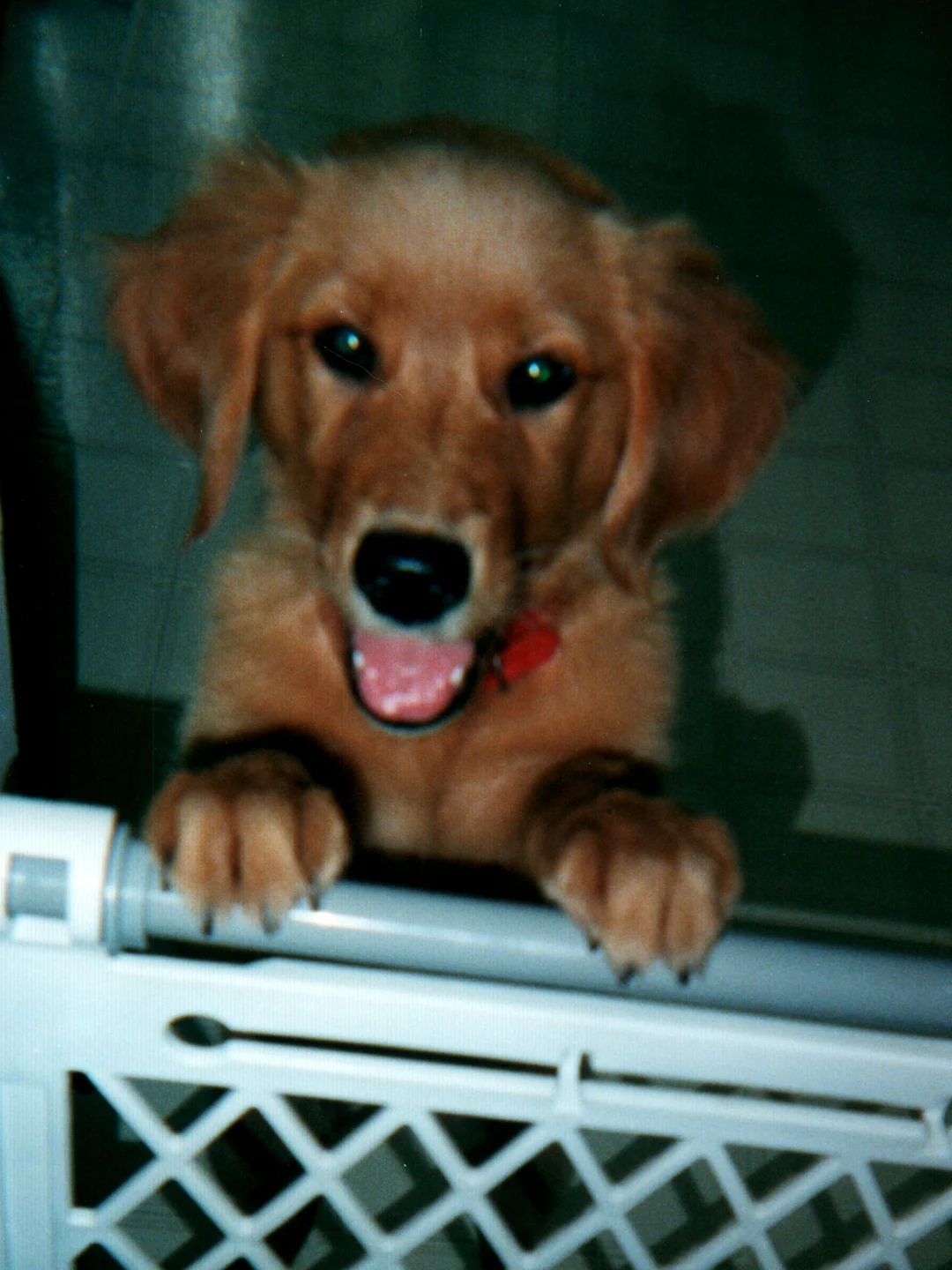 Budy, o golden que rouba casacos