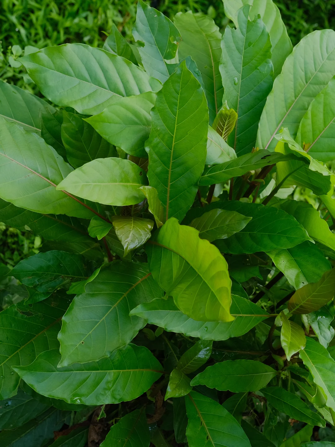 Kratom, a heroína dos postos