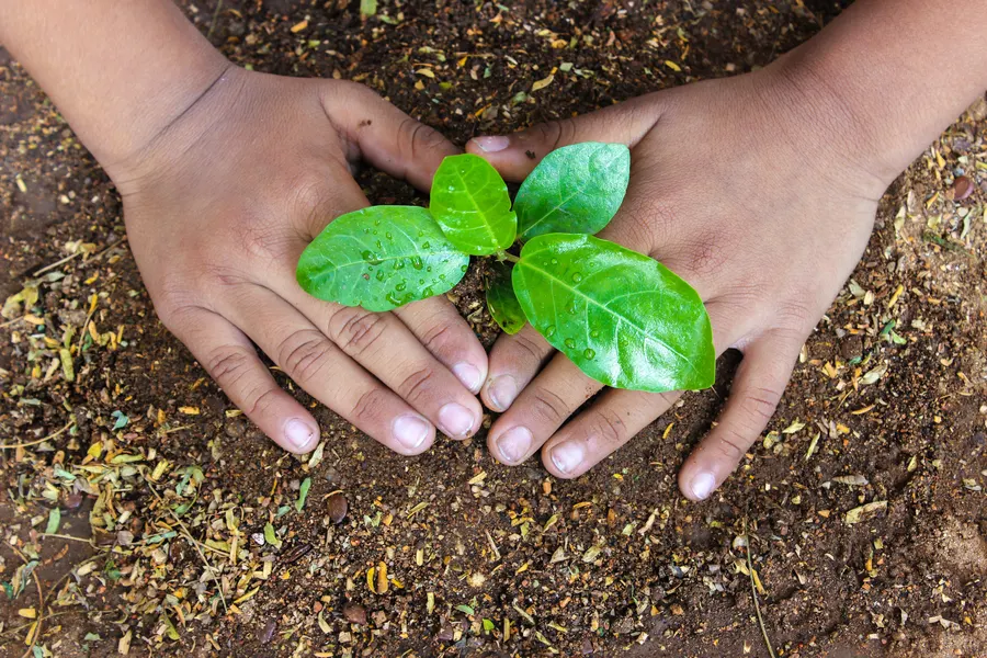 Muda de planta sendo plantada. Imagem ilustrativa. Foto: Robbieross123, via Wikimedia Commons, CC BY-SA 4.0