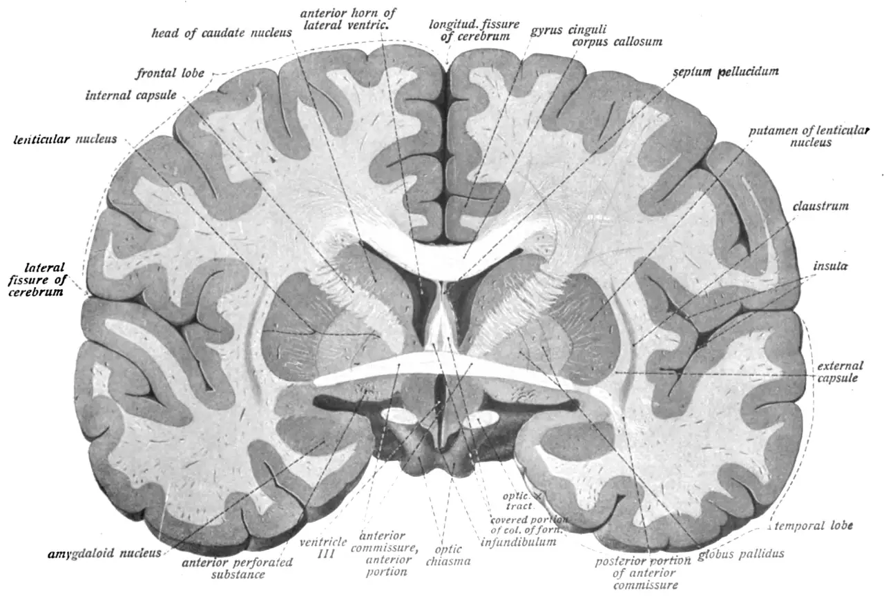 Corte do cérebro humano com o núcleo amigdaloide e a ínsula identificados, ilustração de anatomia de 1911
